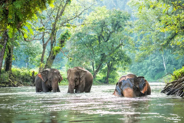 7323 thailand honeymoon temples